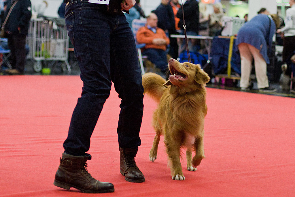 Edison lächelt in der Stopp-Bewegung Stephan im Ring an