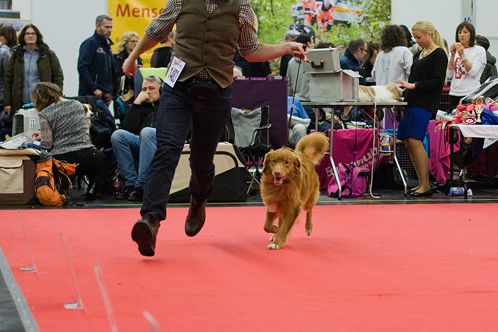 Edison läuft an Stephans Seite durch den Ring