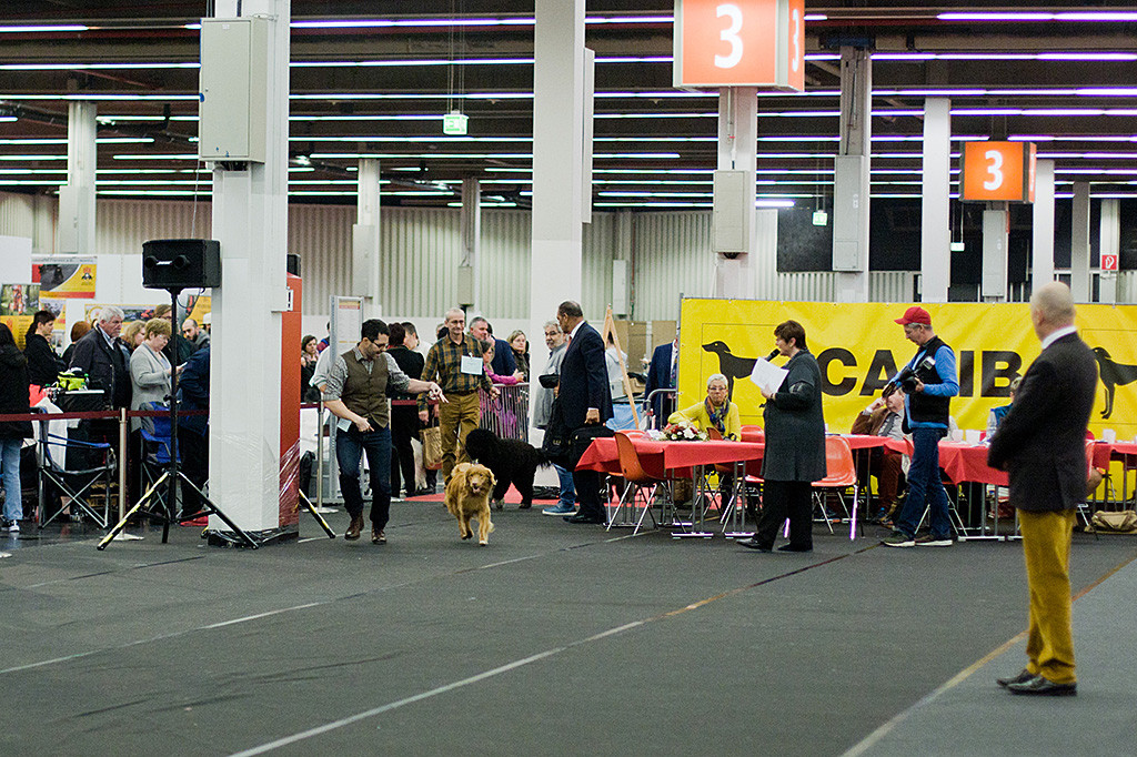 Edison läuft an Stephans Seite in den Ehrenring ein