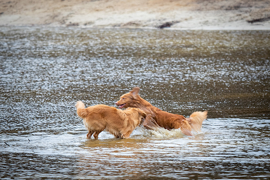 Edison stürmt los und springt an Keet vorbei