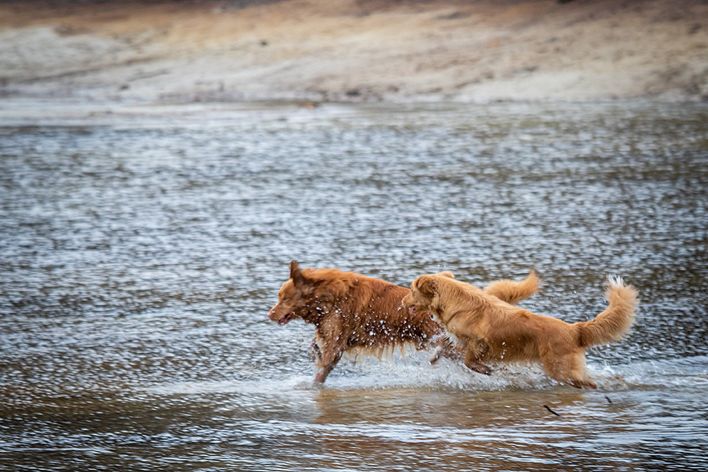 Edison und Keet laufen im Wasser um die Wette