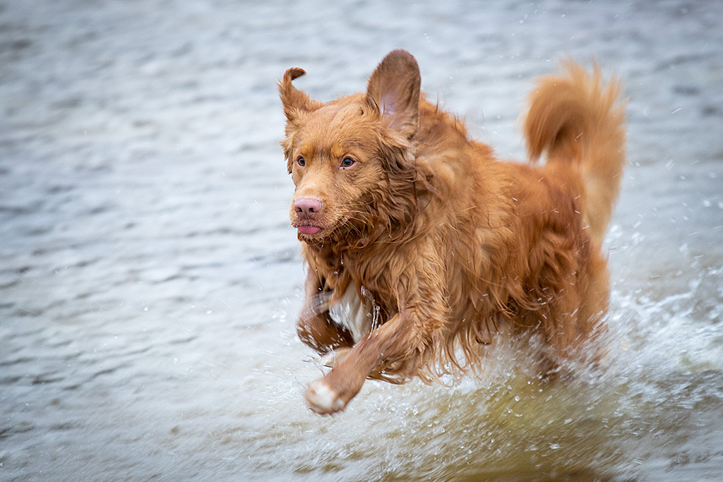 Edison springt aus dem Wasser, wobei seine Zunge rausschaut