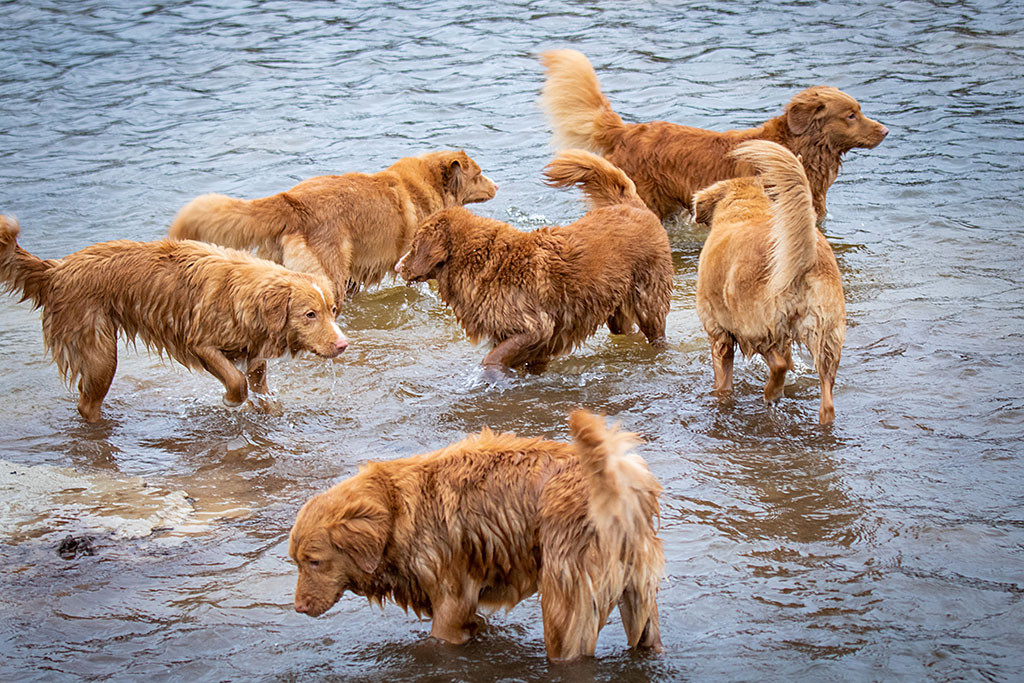 Edison steht mit fünf Hündinnen von Kellys Rasselbande im Wasser