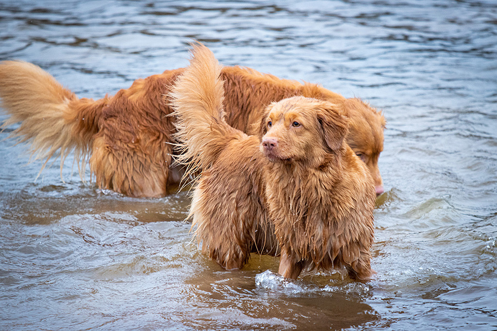 Edison steht mit Suzy im Wasser