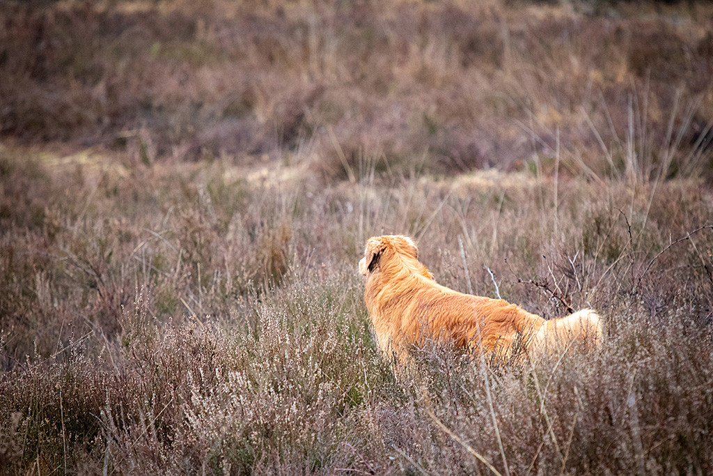 Edison steht allein in Mitten von Heidekraut und schaut in die Ferne