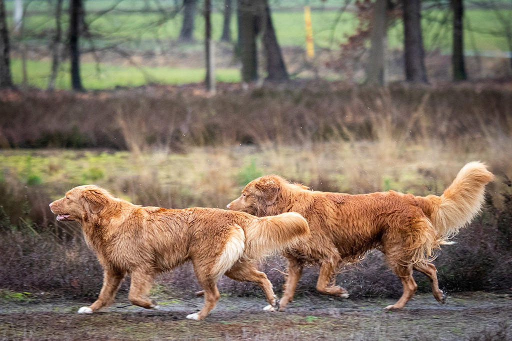 Edison läuft im Gleichschritt neben Suzy