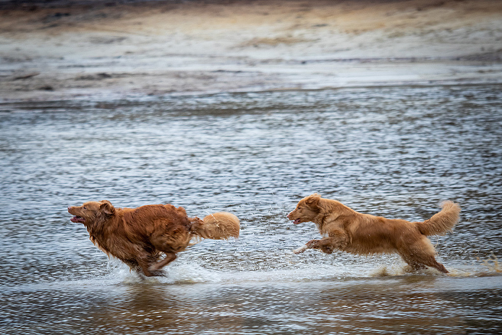 Edison läuft vor Keet im Wasser davon während sie dahinter versucht ihn einzuholen