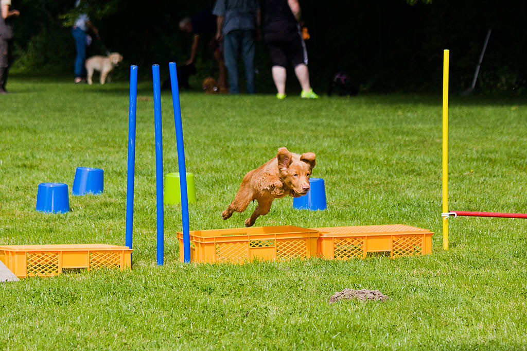 Edison springt über eine umgedrehte Box