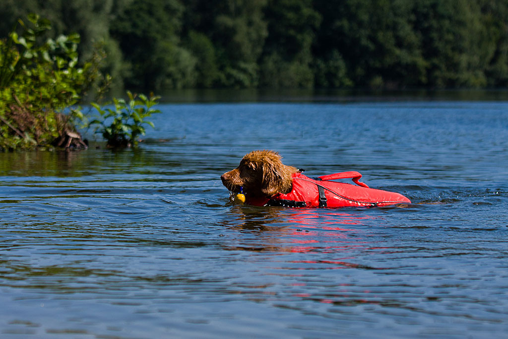 Edison schwimmt mit Weste im See und bringt sein Spielzeug zurück