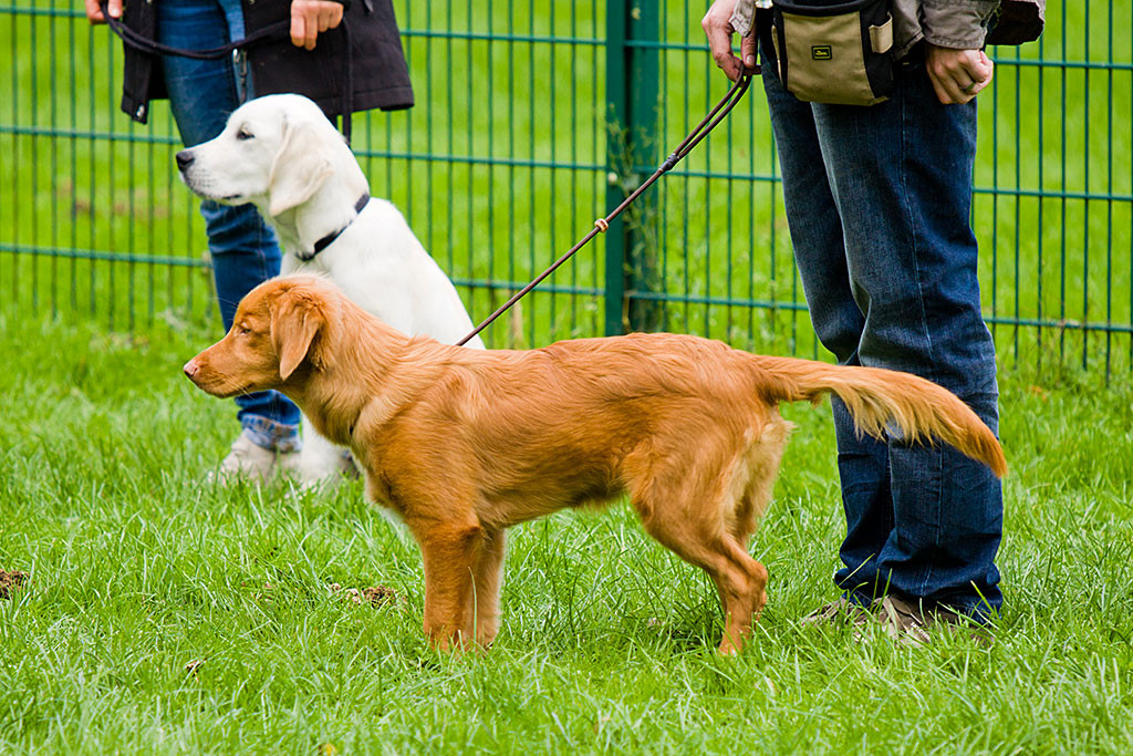 Edison steht erwartungsvoll auf der Wiese beim Training
