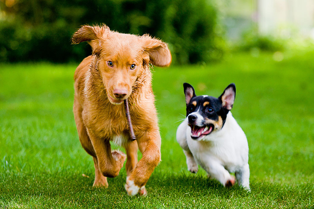 Edison rennt mit einem Stöckchen im Maul neben Oreo auf der Wiese herum