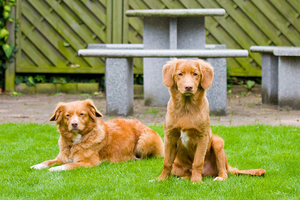 Edison sitzt vor der liegenden Frieda auf der Wiese