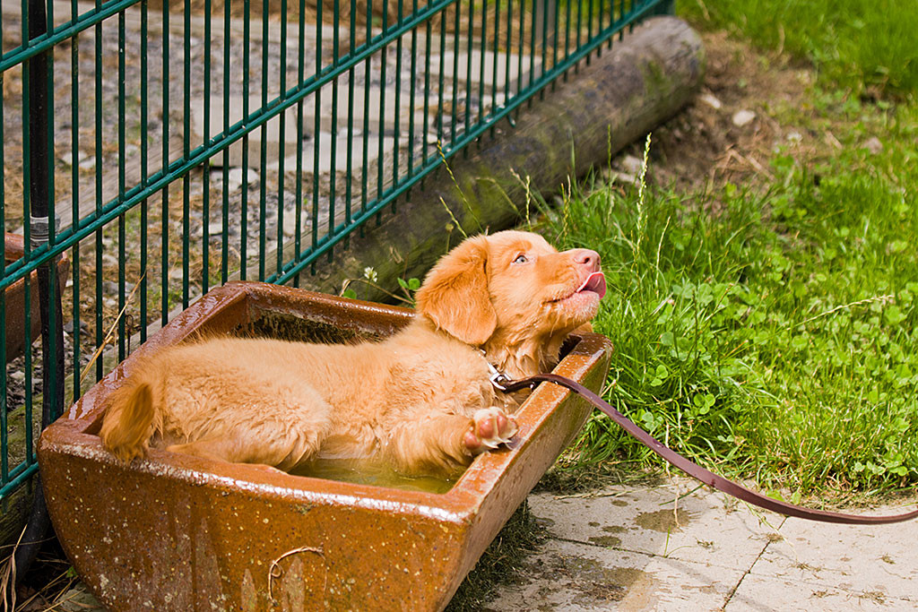 Edison badet in einem großen Wasserbassin