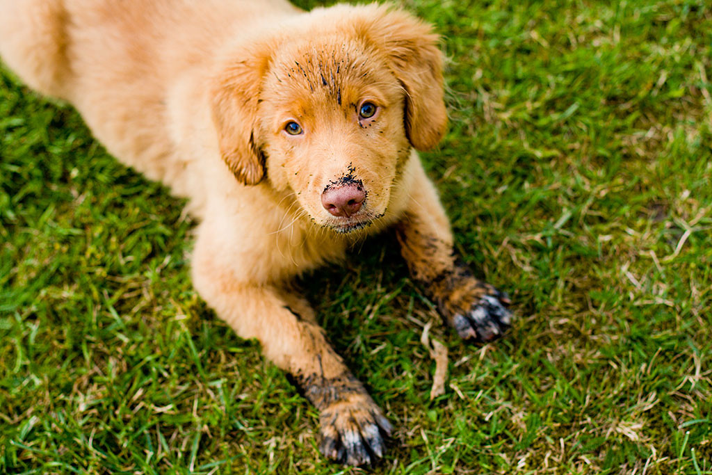 Edison liegt mit vom buddeln dreckigen Pfoten und Nase auf der Wiese