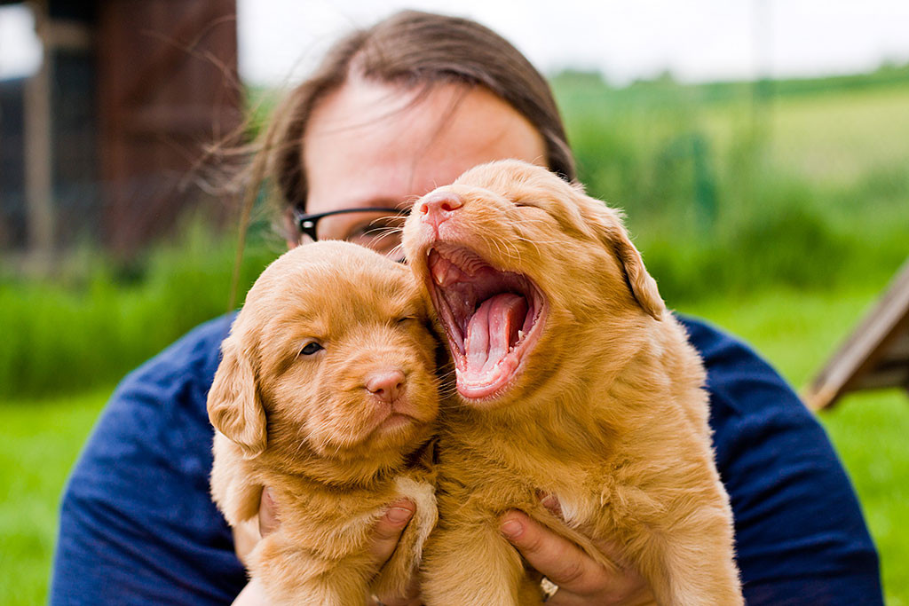 Edison und Enapay zusammen in meinen Händen während Edison gähnt