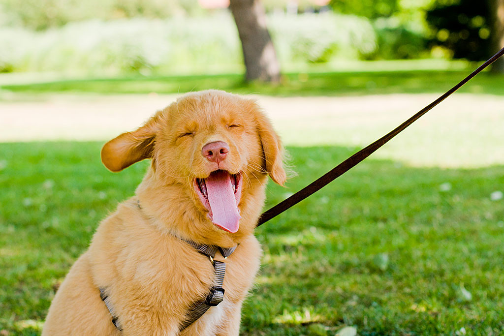 Edison sitzt unter einem Baum und gähnt herzhaft