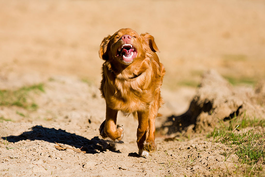 Edison rennt total freudig und übermütig durch den Sand
