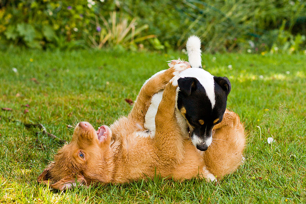 Edison tobt mit Oreo, der auf ihm drauf liegt