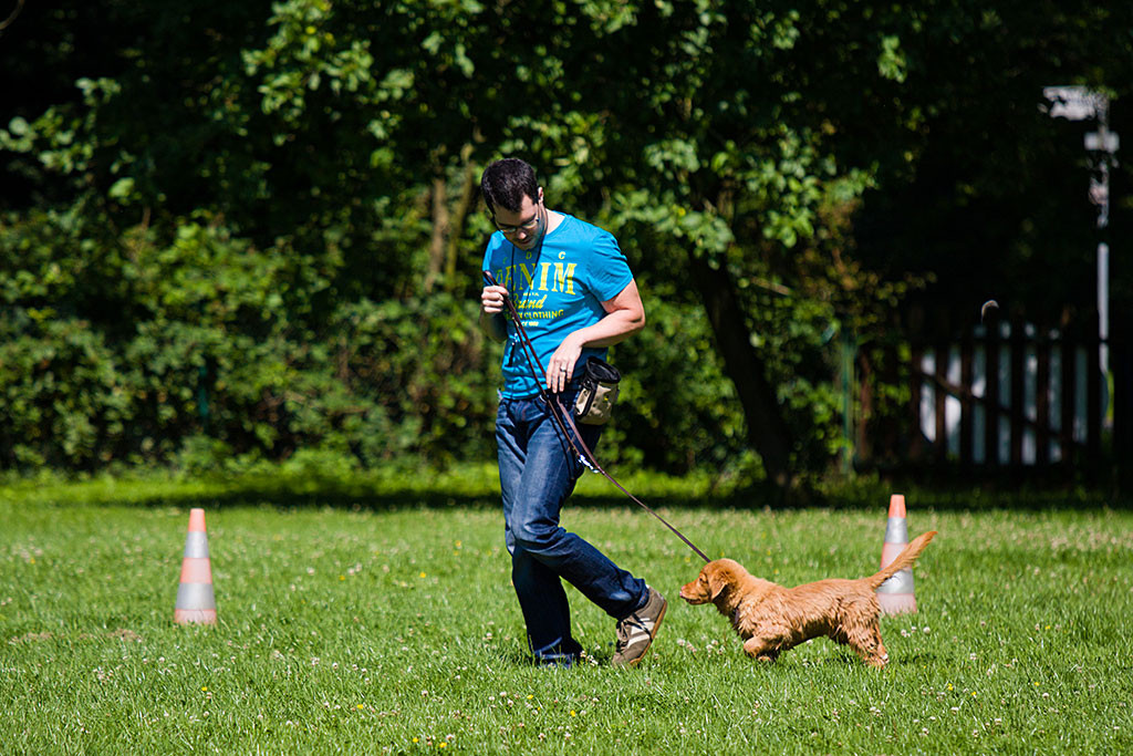 Edison läuft auf einer Wiese an der Leine hinter Stephan her