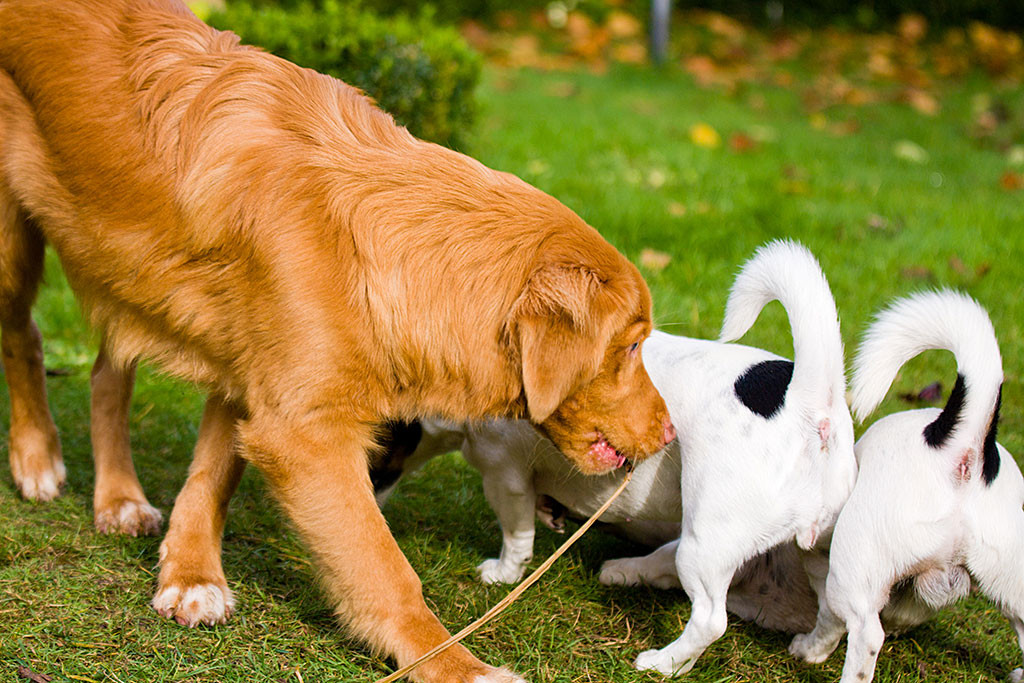 Edison schnüffelt am Po von Nelli und Oreo