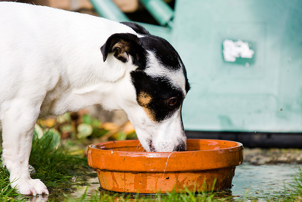 Nelli nimmt eine Erfrischung