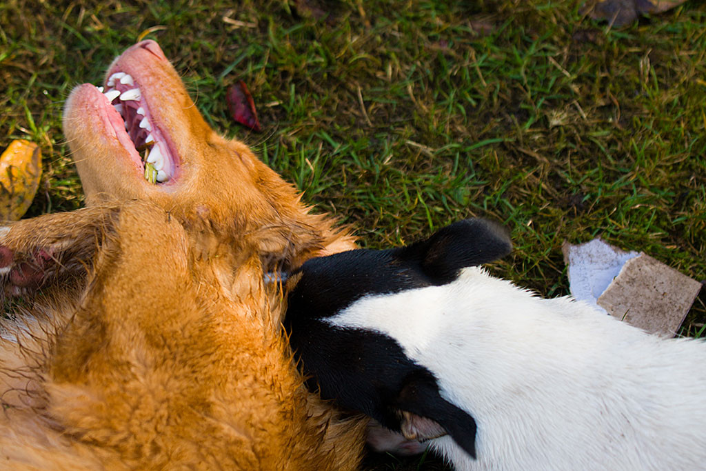 Oreo leckt dem liegenden Edison das Ohr aus