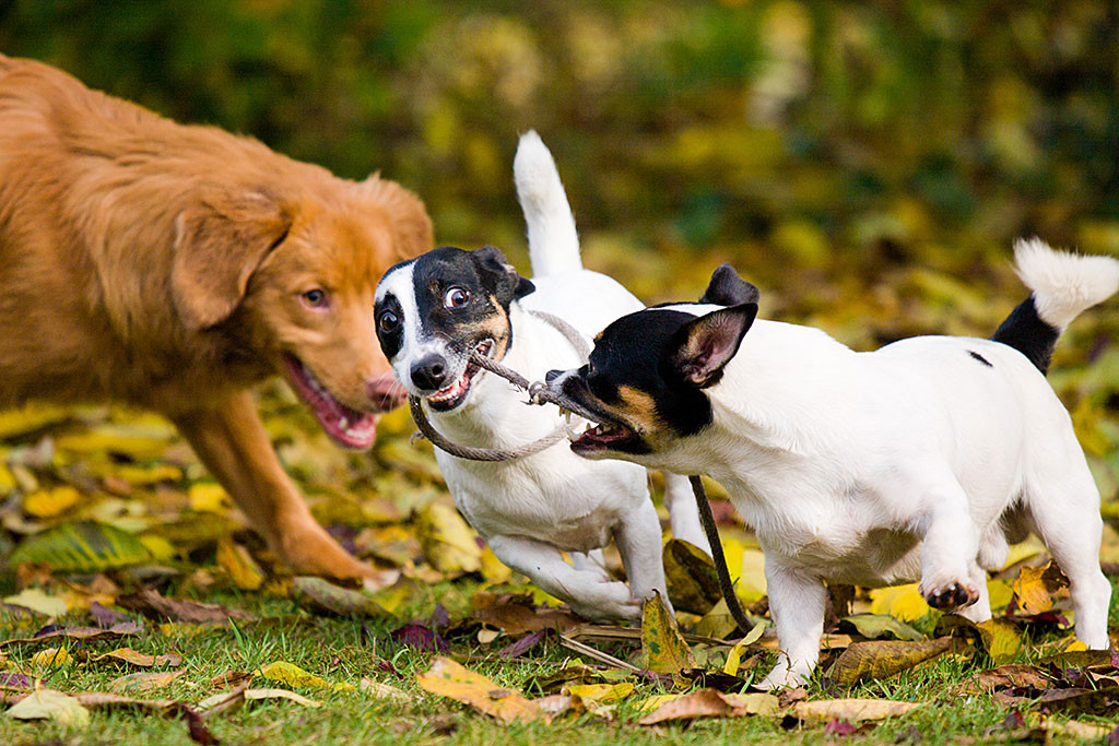 Oreo und Nelli laufen Seite an Seite mit einem Tau im Maul während Edison dabei zuschaut