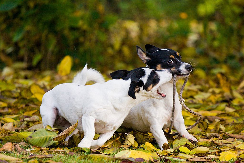 Oreo hat ein Tau im Maul, das Nelli versucht ihm abzuluchsen