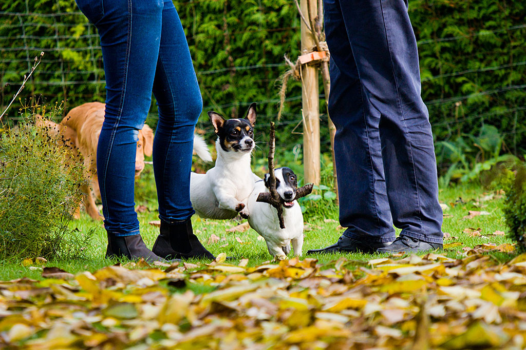 Nelli läuft mit einem Stock im Maul sowie Oreo und Edison Schlepptau durch Marina und Norbert durch