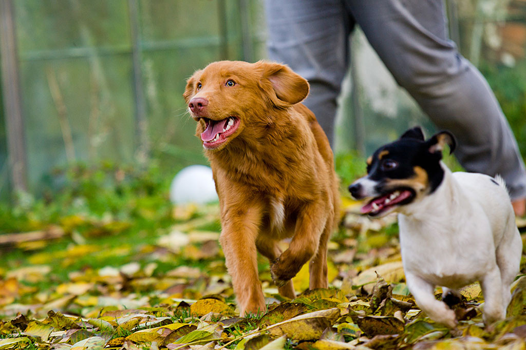 Edison und Oreo laufen Seite an Seite auf die Kamera zu
