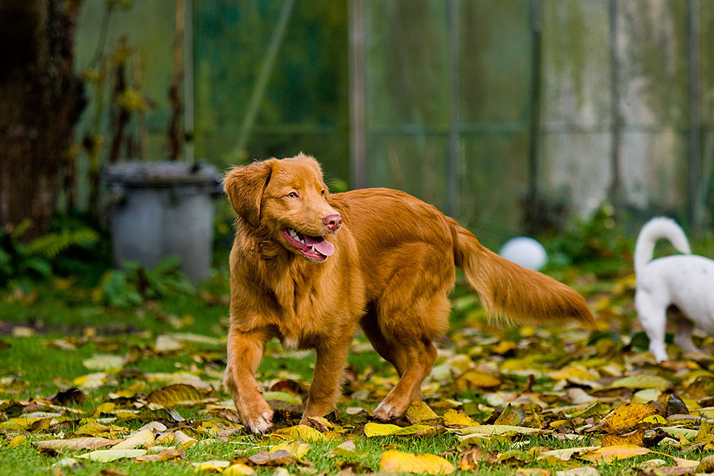 Edison im Garten, gerade in der Bewegung, lächelt zur Seite