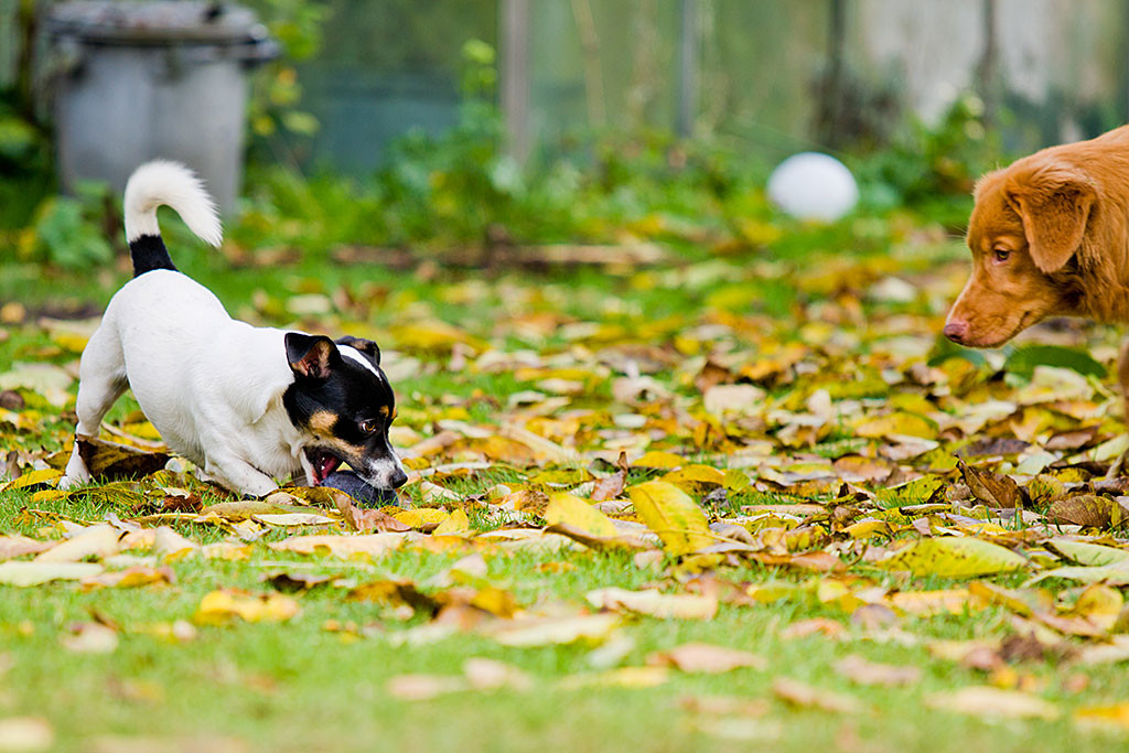 Oreo nimmt einen Sockenball auf, während Edison ihn anvisiert