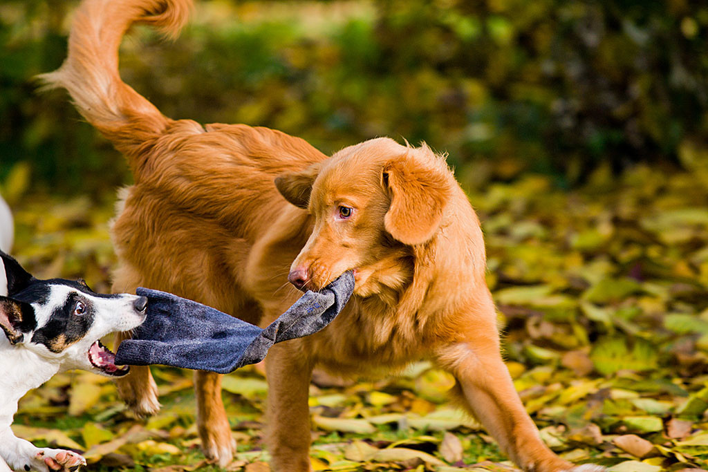 Nelli schnappt nach der Socke in Edisons Maul