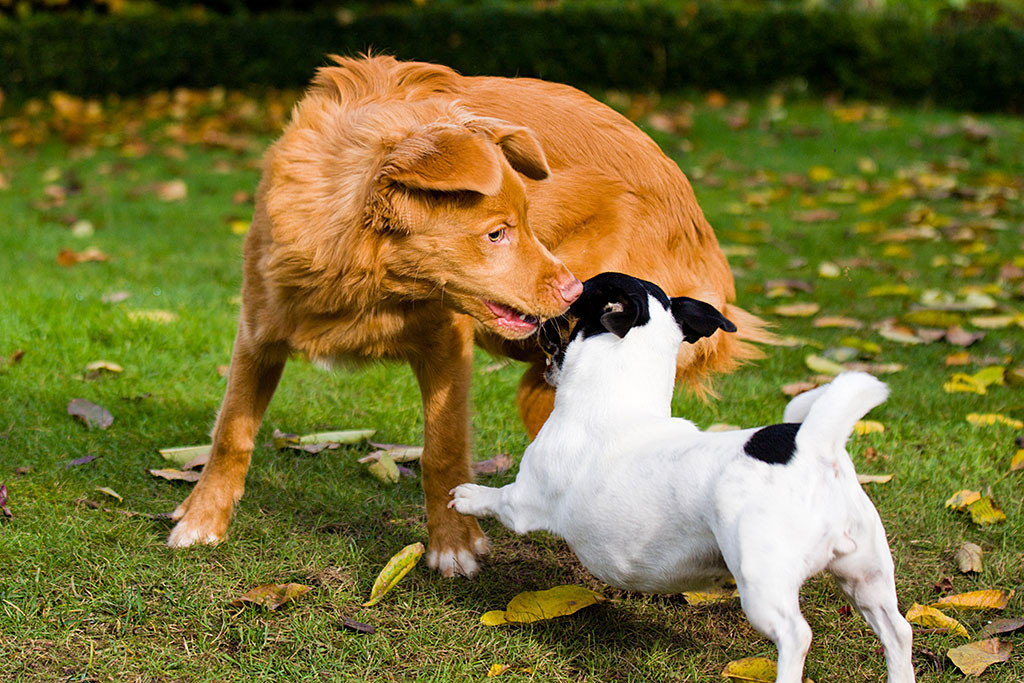 Nelli springt Edison von der Seite an, der sich versucht wegzudrehen