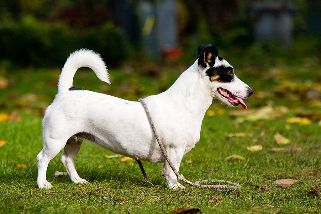 Nelli im Profil mit einem Tau um den Körper