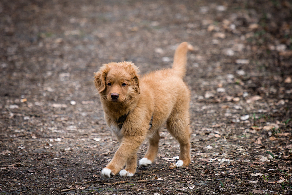 Benthe stolziert über einen Waldpfad