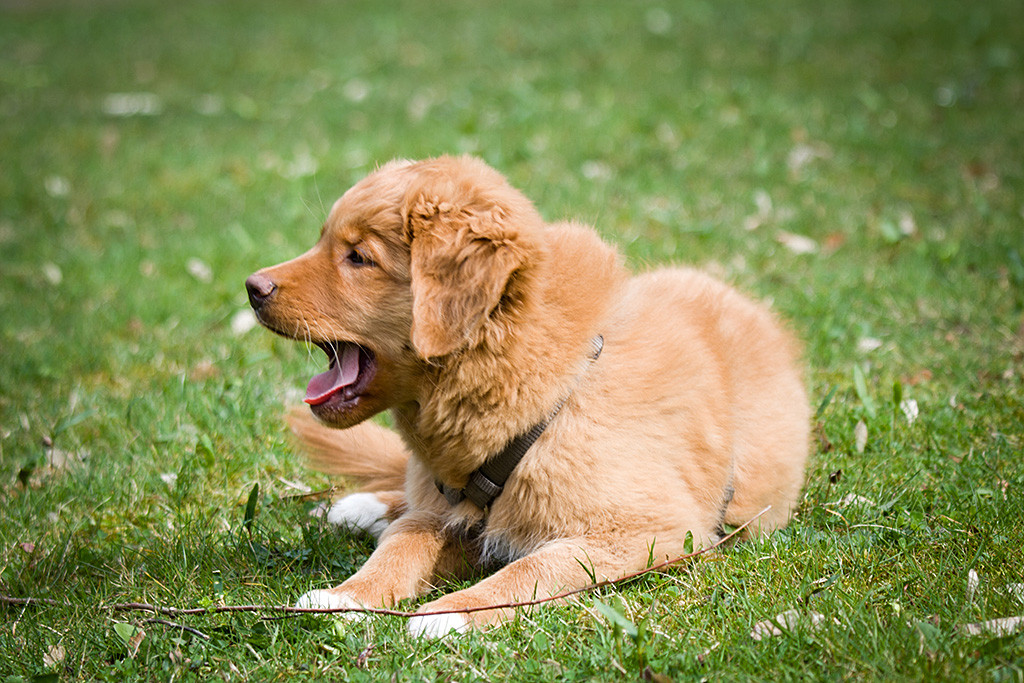 Benthe gähnt liegend auf dem Rasen