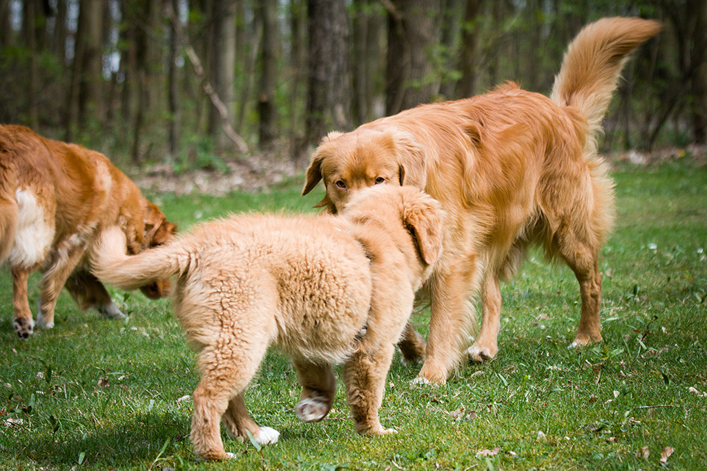 Edison schnüffelt an Benthe, die vor ihm steht, im Hintergrund ist Frieda zu sehen