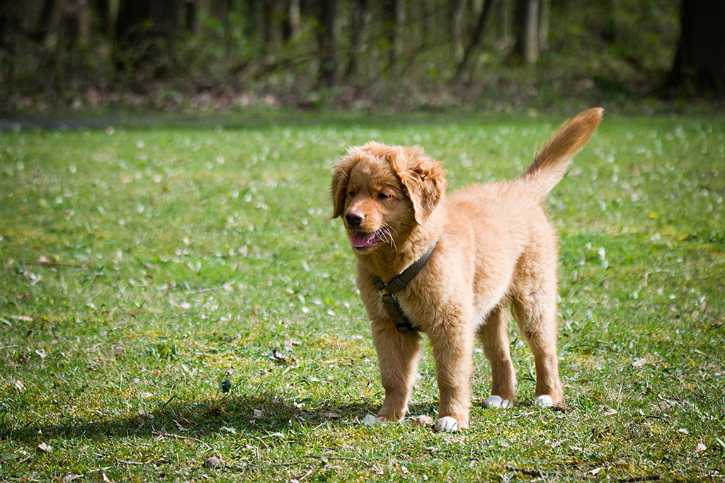 Benthe steht wie ’ne Eins mit abstehender Rute
