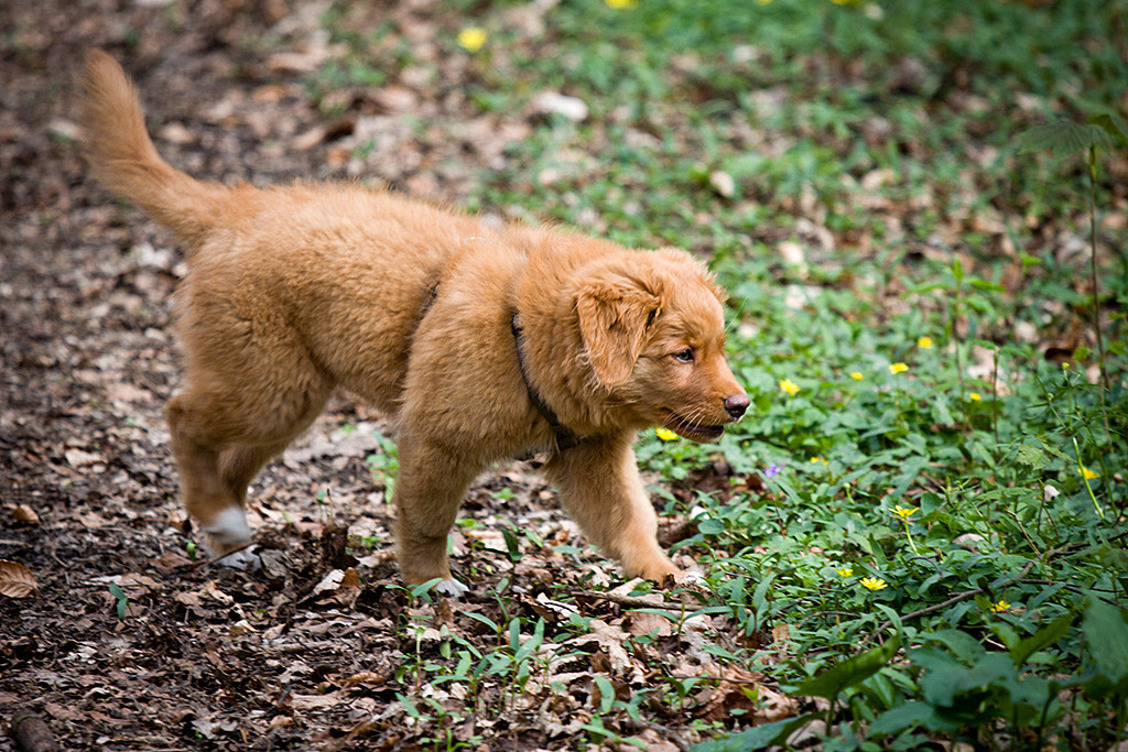 Benthe auf dem Weg ins Unterholz