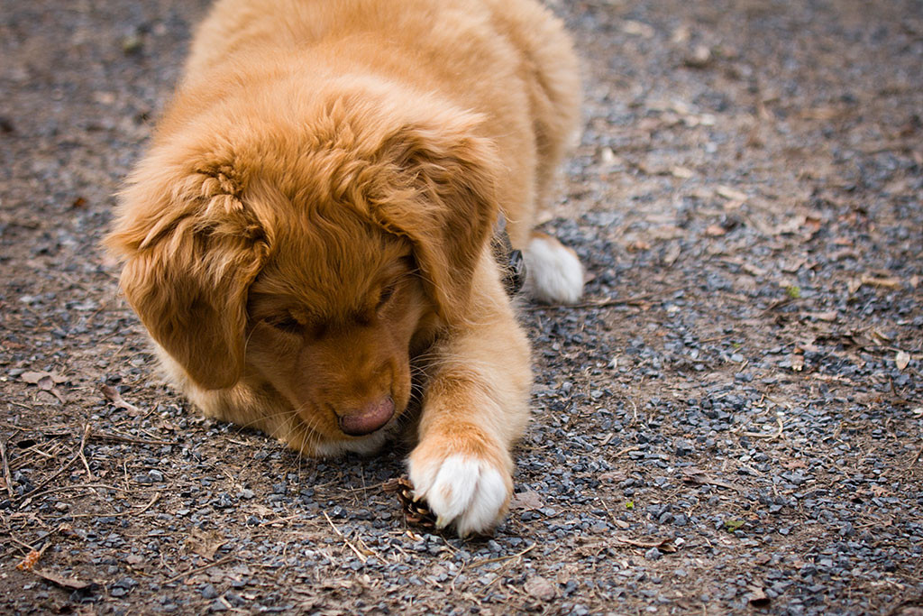 Benthe spielt mit einem Kienappel