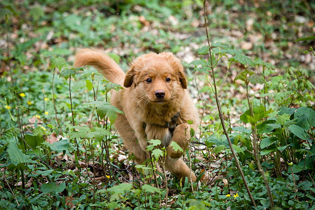 Benthe sprintet durch den Wald