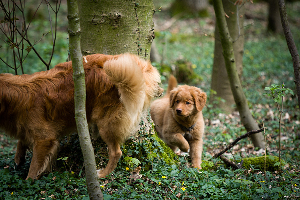 Edison hebt sein Bein an einem Baum während Benthe ihn dabei beobachtet