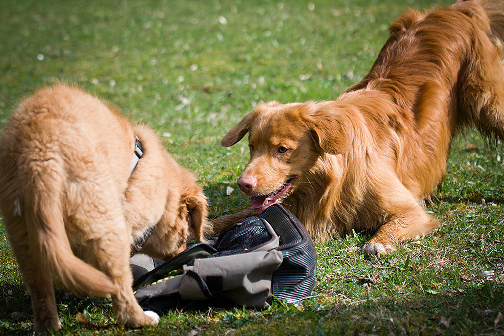 Edison animiert Benthe zum Spielen, die die liegende Tasche spannender findet