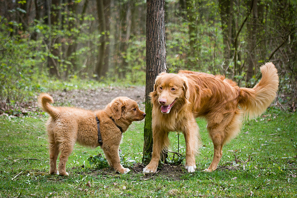 Edison hebt sein Bein an einem Baum, Benthe inspiziert dies genau