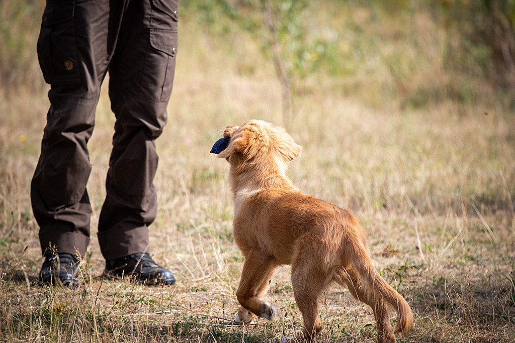 Newton bringt den Dummy stolz tragend zurück zu Stephan