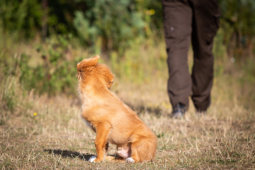 Newton sitzt im Gras und schaut Stephan hinterher, der an ihm vorbeigelaufen ist
