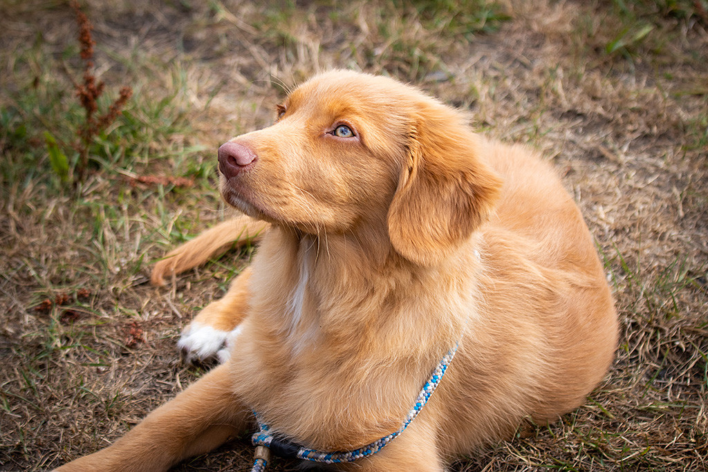 Newton liegt mit der Leine um den Hals im Gras und wartet