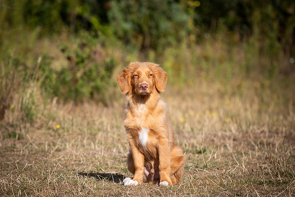 Newton sitzt im Gras und schaut fokussiert nach vorn