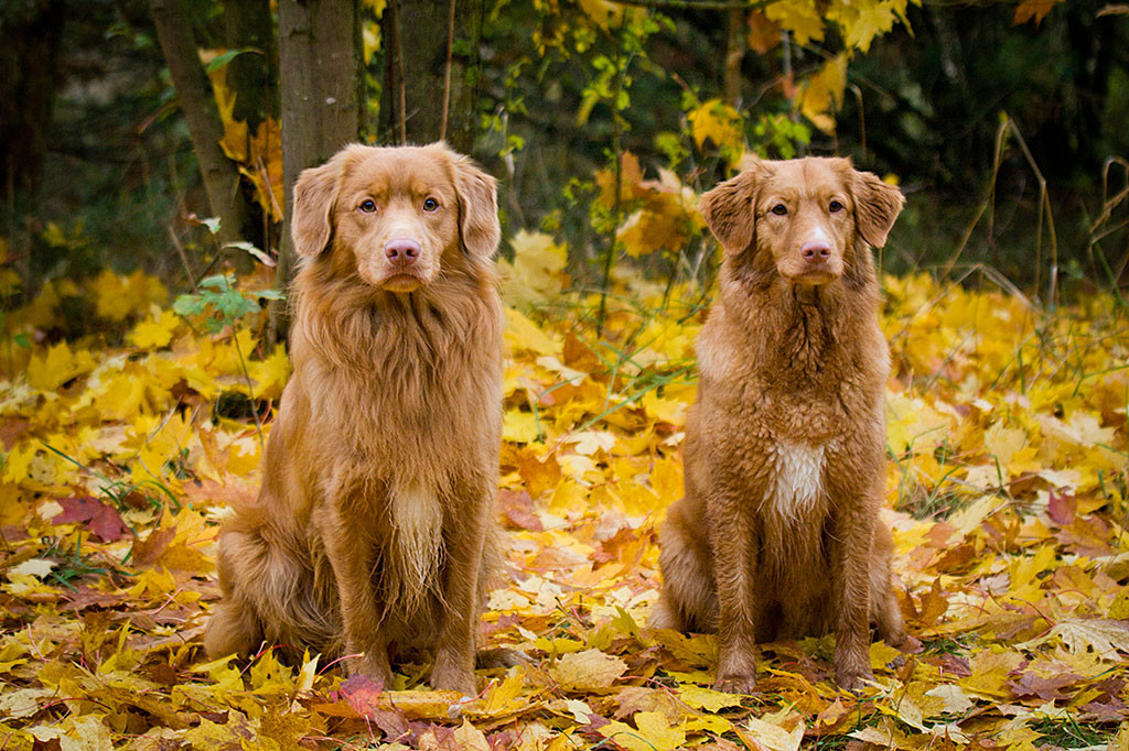 Edison sitzt auf gelb orangem Herbstlaub neben Ivalu